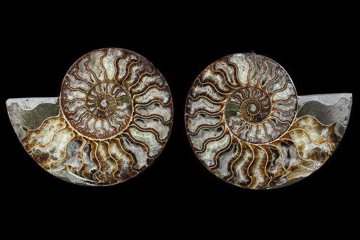 Cut & Polished Ammonite Fossil - Crystal Chambers #88170